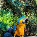 Blue and Gold Macaws for Sale – Male & Female