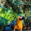 Blue and Gold Macaws for Sale – Male & Female