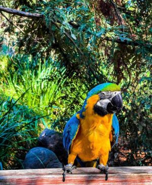 baby_themacaw_248631713_415540463473009_4046590659368711053_n Blue and Gold Macaws for Sale – Male & Female