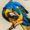 Male Blue & Gold Macaw Parrot