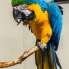 Male Blue & Gold Macaw Parrot