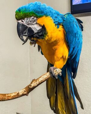 Male Blue & Gold Macaw Parrot