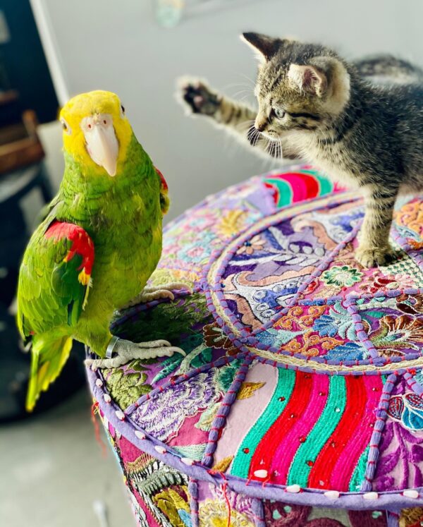 Playful Male Amazon Parrot for Sale