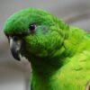 Hand-Tamed Female Amazon Parrot