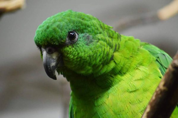 Hand-Tamed Female Amazon Parrot