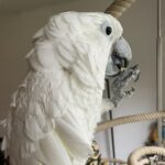 Male Cockatoo Parrot