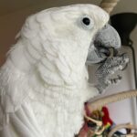 Male Cockatoo Parrot