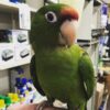Female Amazon Parrot for Sale
