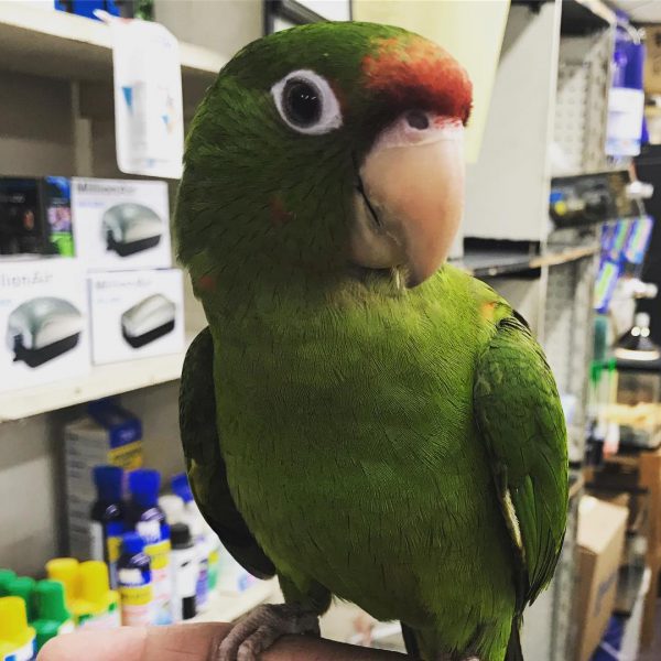 Female Amazon Parrot for Sale