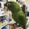 Female Amazon Parrot for Sale