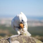 piothecockatoo_108989764_3216143261777804_5128536751093780057_n-150x150 Male Umbrella Cockatoo