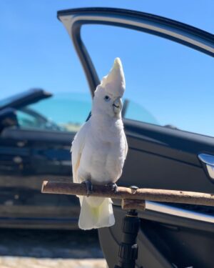 Male Umbrella Cockatoo