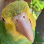 Loving Male Amazon Parrot for Sale