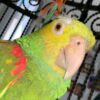 Playful Male Amazon Parrot for Sale