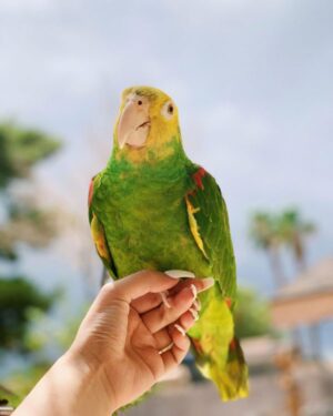 Loving Male Amazon Parrot for Sale